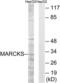 Myristoylated Alanine Rich Protein Kinase C Substrate antibody, LS-B7573, Lifespan Biosciences, Western Blot image 