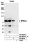 EPS8 Like 2 antibody, A301-842A, Bethyl Labs, Immunoprecipitation image 
