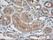 NGG1 Interacting Factor 3 Like 1 antibody, LS-C786470, Lifespan Biosciences, Immunohistochemistry frozen image 