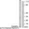 Caspase 5 antibody, abx015560, Abbexa, Western Blot image 