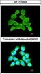 Leucyl-TRNA Synthetase 2, Mitochondrial antibody, LS-C186129, Lifespan Biosciences, Immunocytochemistry image 