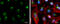 Golgi Membrane Protein 1 antibody, GTX116154, GeneTex, Immunofluorescence image 