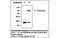 Alpha-1-Microglobulin/Bikunin Precursor antibody, MBS834963, MyBioSource, Western Blot image 