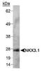 NK3 Homeobox 1 antibody, MA1-16906, Invitrogen Antibodies, Western Blot image 