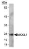 NK3 Homeobox 1 antibody, MA1-16906, Invitrogen Antibodies, Western Blot image 