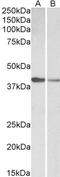 PON2 antibody, 43-652, ProSci, Enzyme Linked Immunosorbent Assay image 