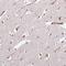 KRI1 Homolog antibody, NBP2-14174, Novus Biologicals, Immunohistochemistry frozen image 