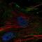 Elastin antibody, PA5-63369, Invitrogen Antibodies, Immunofluorescence image 