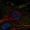 ELN antibody, PA5-63369, Invitrogen Antibodies, Immunofluorescence image 