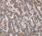 Epithelial Stromal Interaction 1 antibody, MBS2522749, MyBioSource, Immunohistochemistry paraffin image 