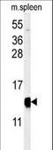 Yippee Like 5 antibody, LS-C160693, Lifespan Biosciences, Western Blot image 