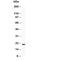 BCL2L2-PABPN1 Readthrough antibody, R30497, NSJ Bioreagents, Western Blot image 