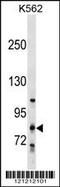 Collagen Beta(1-O)Galactosyltransferase 2 antibody, 59-660, ProSci, Western Blot image 