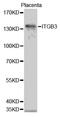 Integrin Subunit Beta 3 antibody, MBS125818, MyBioSource, Western Blot image 