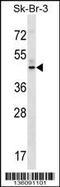 G Protein-Coupled Receptor 87 antibody, 58-605, ProSci, Western Blot image 