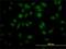 Peptidylprolyl Isomerase Like 4 antibody, H00085313-M01, Novus Biologicals, Immunofluorescence image 