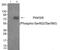 Serine/threonine-protein kinase PAK 7 antibody, AP55829PU-S, Origene, Western Blot image 