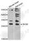 Immunity Related GTPase M antibody, A8291, ABclonal Technology, Western Blot image 