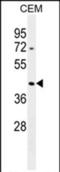 Putative beta-actin-like protein 3 antibody, PA5-71644, Invitrogen Antibodies, Western Blot image 