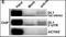 Signal Regulatory Protein Alpha antibody, orb215378, Biorbyt, Chromatin Immunoprecipitation image 