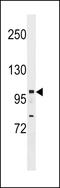 Nuclear receptor-interacting protein 1 antibody, LS-C158854, Lifespan Biosciences, Western Blot image 