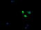 Mitogen-Activated Protein Kinase Kinase 3 antibody, LS-C174527, Lifespan Biosciences, Immunofluorescence image 