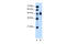 IHH antibody, 30-052, ProSci, Western Blot image 