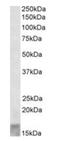 Short Coiled-Coil Protein antibody, orb22521, Biorbyt, Western Blot image 