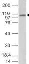 Toll Like Receptor 3 antibody, MBS668027, MyBioSource, Western Blot image 