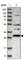 SCO Cytochrome C Oxidase Assembly Protein 1 antibody, HPA021565, Atlas Antibodies, Western Blot image 