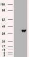 Mitogen-Activated Protein Kinase Kinase 2 antibody, LS-C784291, Lifespan Biosciences, Western Blot image 