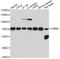 Lamin B1 antibody, STJ24413, St John
