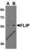 CASP8 and FADD-like apoptosis regulator antibody, 1156, ProSci Inc, Western Blot image 