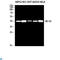 5-Hydroxytryptamine Receptor 1D antibody, LS-C813508, Lifespan Biosciences, Western Blot image 