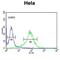 Lumican antibody, abx033510, Abbexa, Western Blot image 