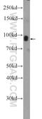 Striatin 3 antibody, 23966-1-AP, Proteintech Group, Western Blot image 