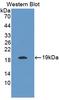 Interleukin 25 antibody, LS-C372814, Lifespan Biosciences, Western Blot image 