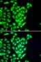 RAD51 Paralog B antibody, LS-C346157, Lifespan Biosciences, Immunofluorescence image 