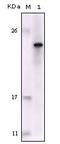 FES Proto-Oncogene, Tyrosine Kinase antibody, MA5-15351, Invitrogen Antibodies, Western Blot image 