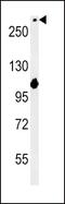 Notch Receptor 3 antibody, MBS9211007, MyBioSource, Western Blot image 