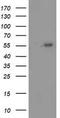 p53 antibody, TA502782S, Origene, Western Blot image 