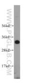 Solute Carrier Family 25 Member 15 antibody, 15317-1-AP, Proteintech Group, Western Blot image 