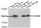 EMSY Transcriptional Repressor, BRCA2 Interacting antibody, LS-C346100, Lifespan Biosciences, Western Blot image 