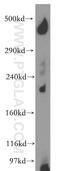 Chromodomain Helicase DNA Binding Protein 9 antibody, 13402-1-AP, Proteintech Group, Western Blot image 