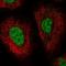 DnaJ Heat Shock Protein Family (Hsp40) Member B1 antibody, NBP2-38988, Novus Biologicals, Immunocytochemistry image 