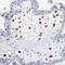 Protein Tyrosine Phosphatase 4A1 antibody, NBP1-87224, Novus Biologicals, Immunohistochemistry frozen image 