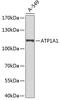 ATPase Na+/K+ Transporting Subunit Alpha 1 antibody, 23-248, ProSci, Western Blot image 