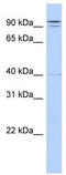 Tetratricopeptide Repeat Domain 14 antibody, TA343978, Origene, Western Blot image 