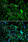 NOP2/Sun RNA Methyltransferase 6 antibody, A7205, ABclonal Technology, Immunofluorescence image 