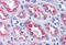 Aldo-Keto Reductase Family 1 Member B10 antibody, MBS245533, MyBioSource, Immunohistochemistry frozen image 